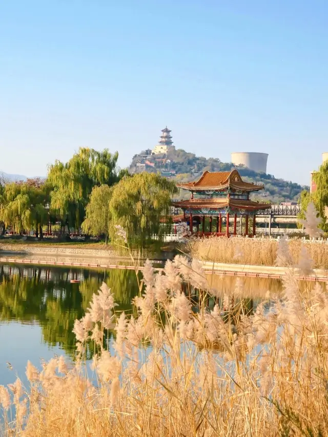 奇观！桃花逆寒盛开！北京的秋冬有多“热闹”——