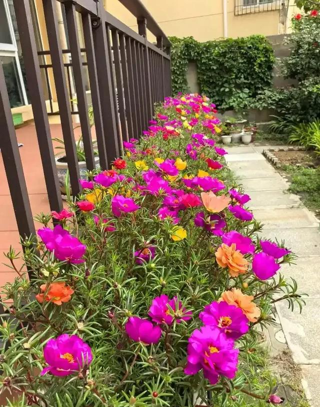 阳台院子必种！这10种花堪称传家宝＂，栽1回年年爆花