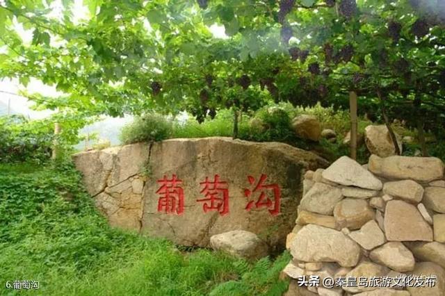 邂逅秦皇岛百年葡萄树，逛酒庄、品红酒、宿葡园，开启“藤”下慢时光！