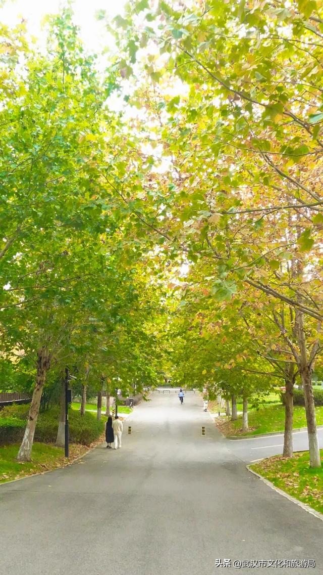 啊“秋”，彩林已上线，快收下这份斑斓！