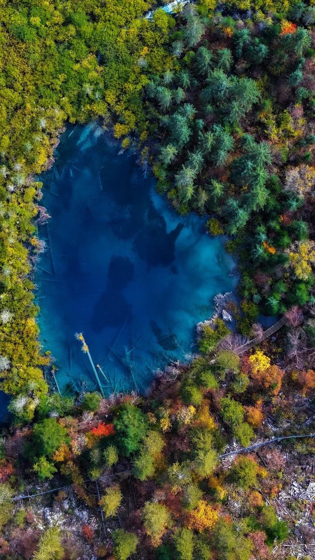 【今日九寨沟】秋季彩林最后的盛宴，明年再见！