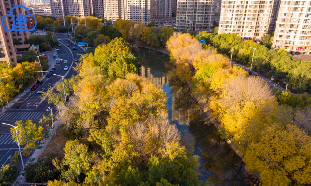 津渡秋色染金画，天津一公园迎来高光时刻！