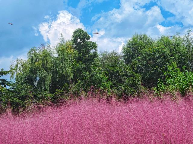 溜进后海看粉黛乱子草花海，哈哈，好开心