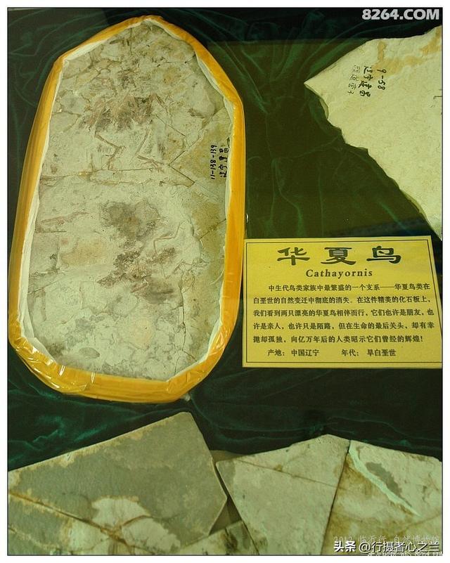 山东行游影记（36）—平邑天宇自然博物馆（十一）