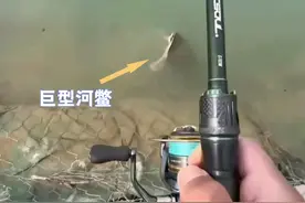 湖南男子钓到“巨型河鳖”，重32斤头大如拳！网友劝他赶紧放生图片