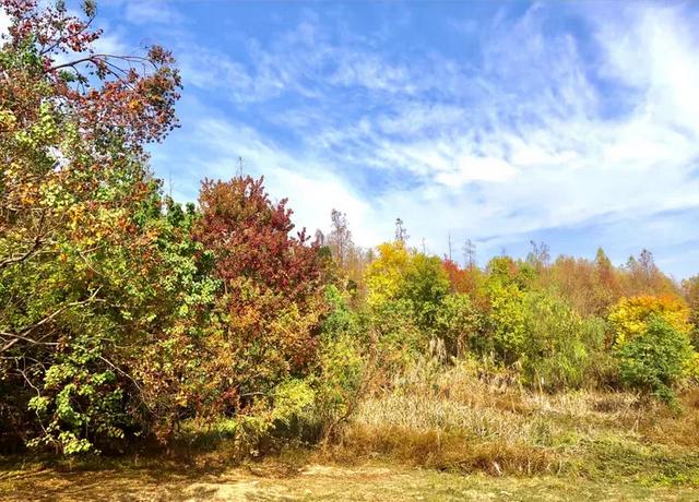 秋色斑斓美如画