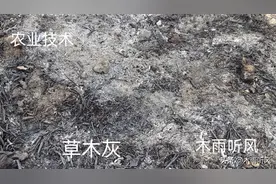 草木灰有什么作用？在大蒜上如何使用草木灰？图片