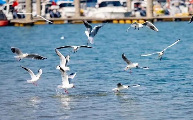 山东变身“候鸟天堂”，点击Get冬日限定浪漫