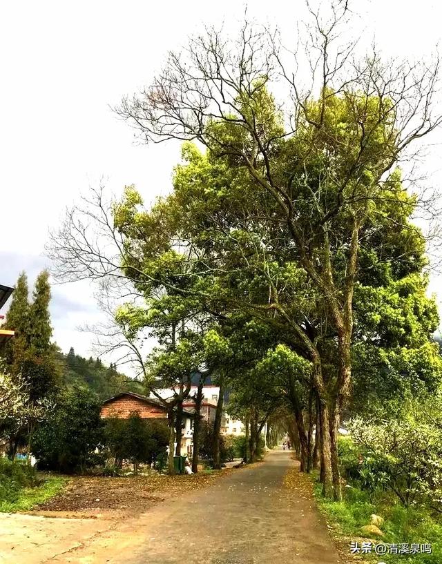 最美乡道的诗意叠影——九峰镇横坑村最美乡村公路之旅