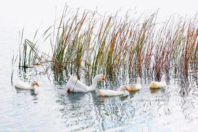 初冬限定!观鸟、彩叶、遛娃一站式,承包全家 “零负担” 快乐