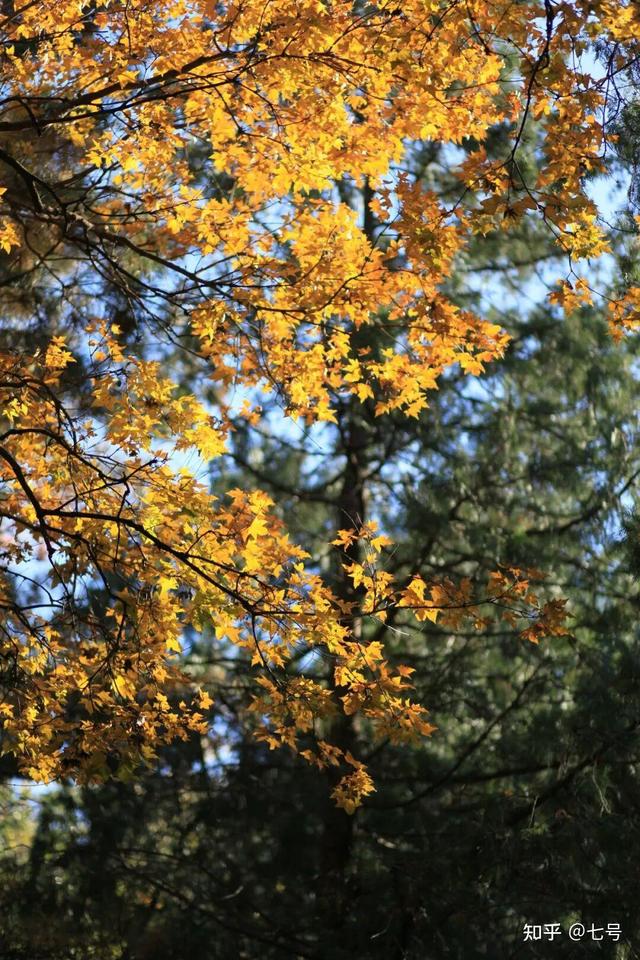 在八大处，寻到了北京最美的秋