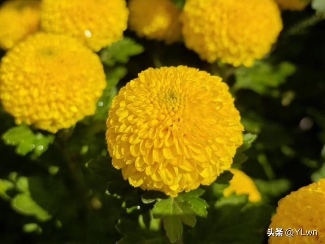 拱墅区菊花展分会场,无需预约无需门票,逛桥西历史直接赏菊花