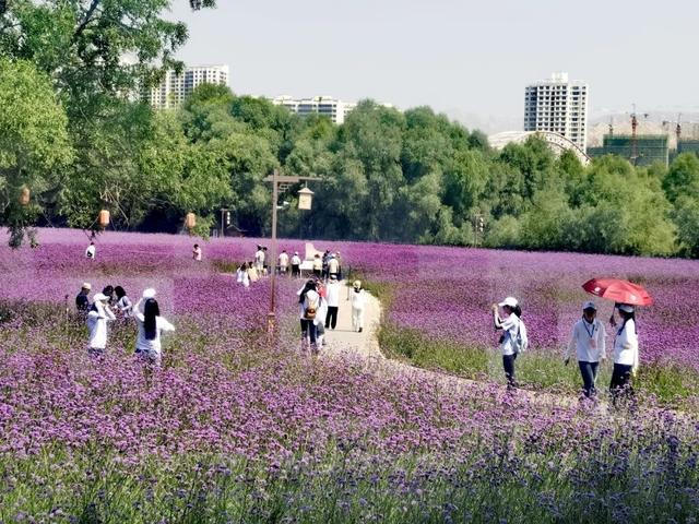 永靖马鞭草花海醉游人