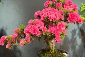 公认“又贵又难养”的10种花，我建议你别买，免得白花钱又堵心图片