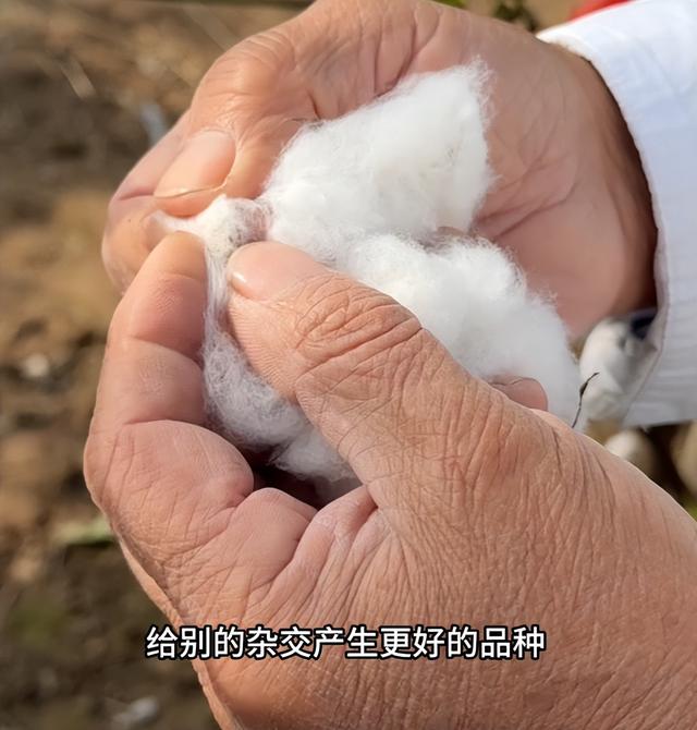 农民又立大功！德州62岁农民种出4.26米高的，1棵结136个