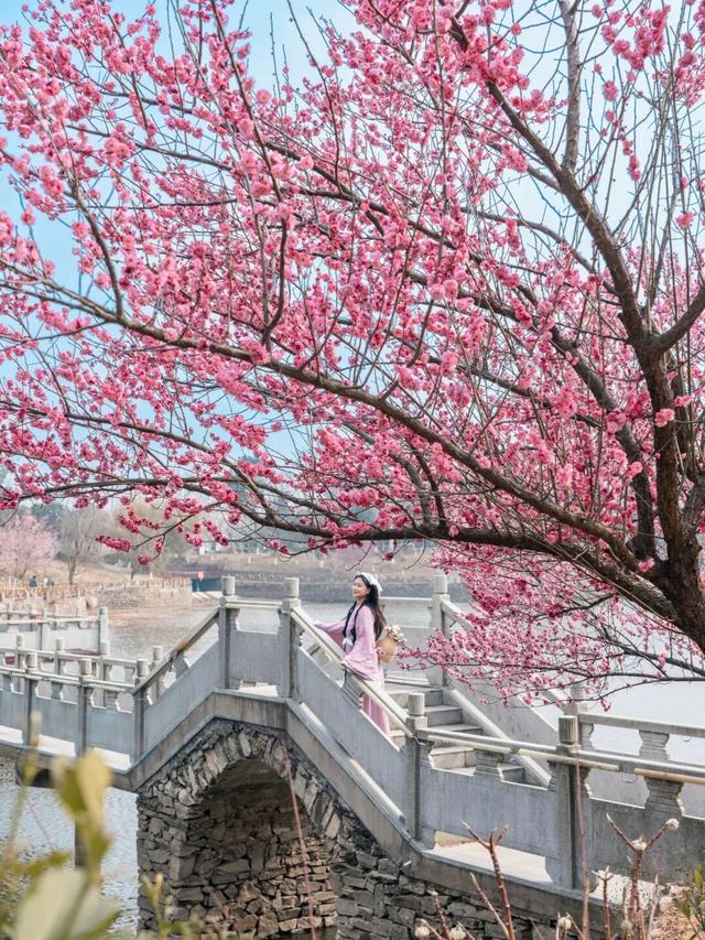 号外！十万梅花和一首诗在花乡茶谷等你！