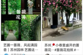 夏日“顶流”！快来邂逅一场蔷薇花事图片