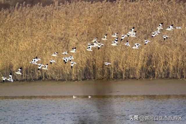 【黄河口生态旅游区】“12.4”国家宪法日——当黄河潮涌遇见法治之光