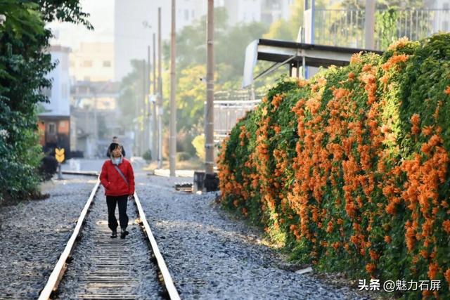 超治愈~石屏这片炮仗花海藏不住了🧡