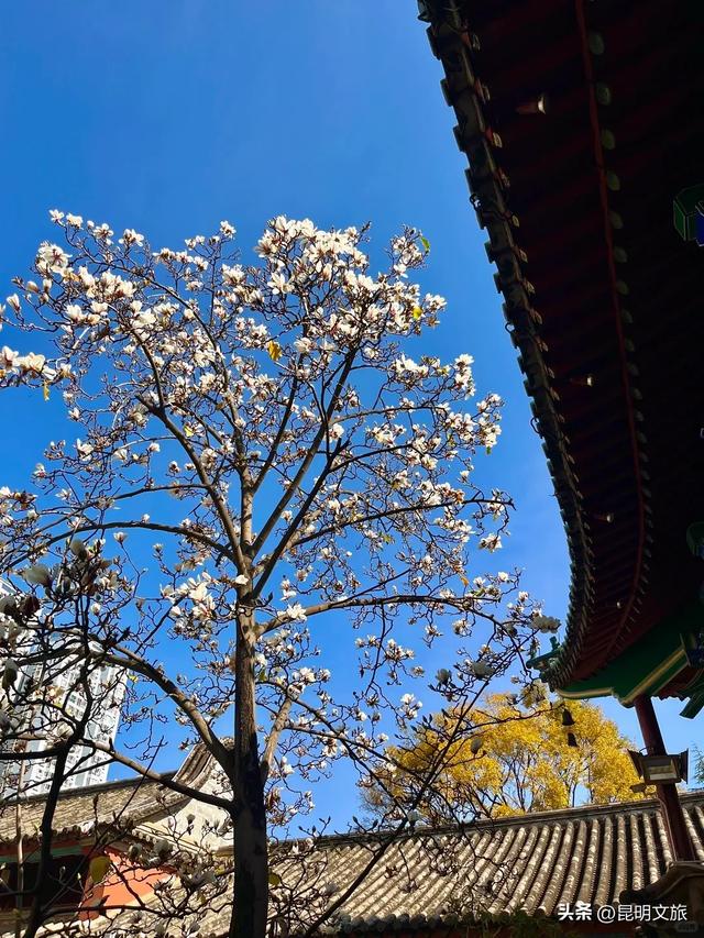 新晋顶流!「阴丹蓝+初雪白」,冬日昆明继续上分,你该换屏保了~