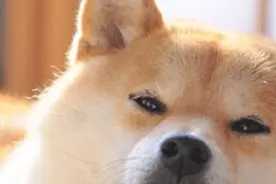 DOGE原型主人新宠“Neiro”爆火：多个同名MEME获数亿资金参与图片