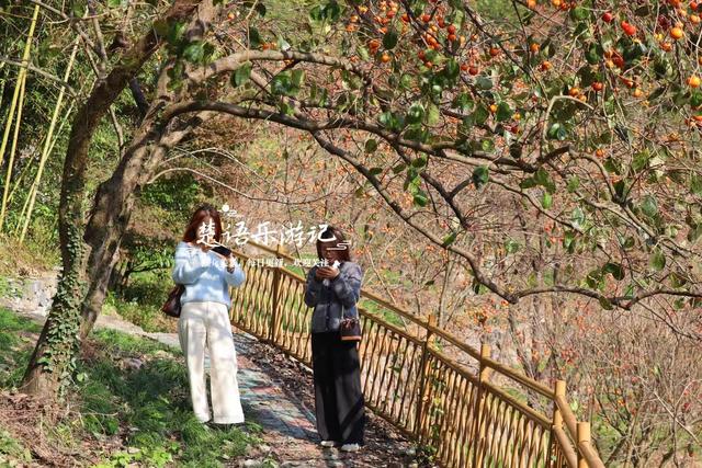浙江宁波的又一个柿林山村，免费开放但是景色很美，游玩正当时