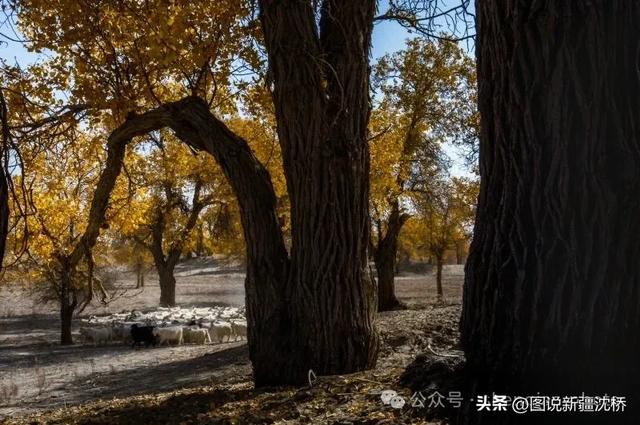 【塔里木河的记忆】塔里木河,再次唱出生命的歌(上)