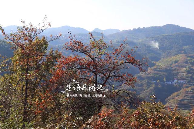 浙江绍兴这个山村火了，吊红柿子漫山红遍，美如童话却免费开放