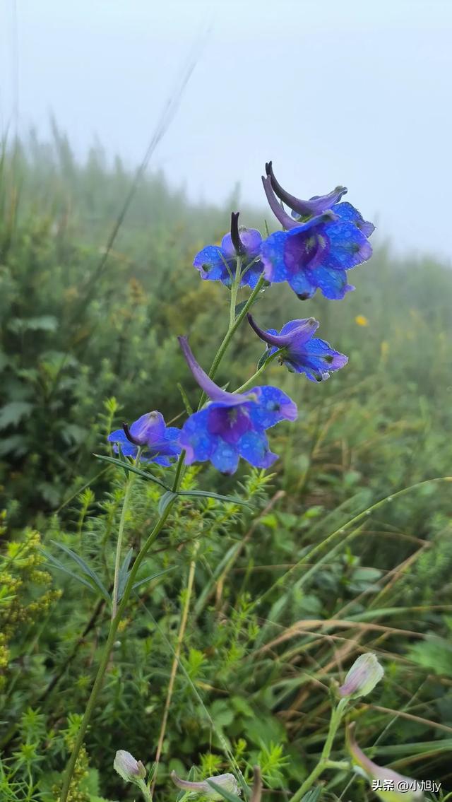 来呀，去白云山看金莲花，辽阳县大黑山风景区境内的白云山