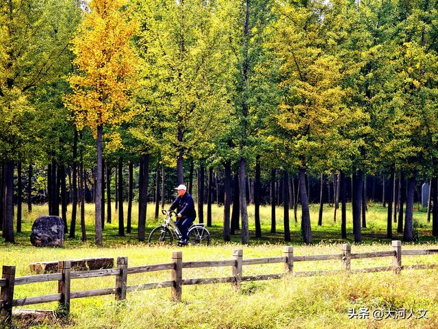 焦作生态植物园：限定浪漫，只有秋日