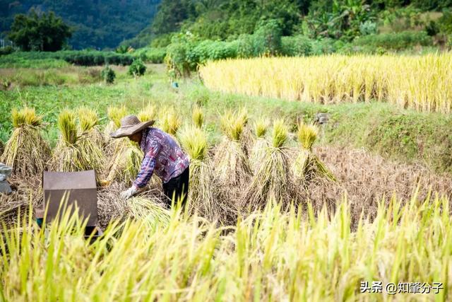 肇庆这里藏着“梯田胜境”，美得不像话！