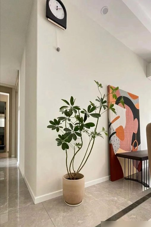 河北一29岁太太,因“鸭脚木客厅”走红,那叫一个高级,真治愈！