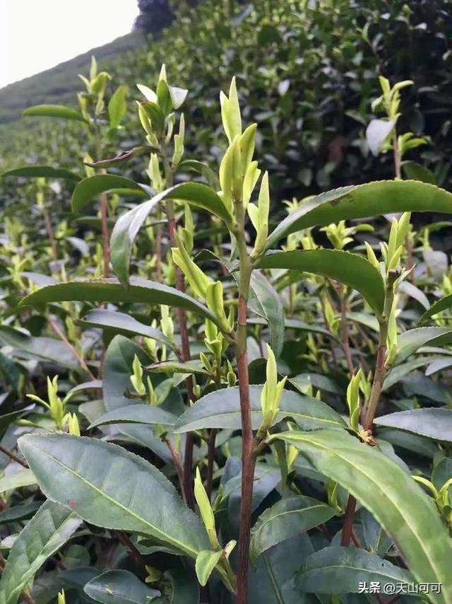安吉白茶属于什么茶类，你喝过吗？