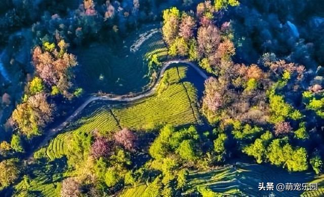 晨曦万亩茶园苏醒，摄影发烧友抢占制高点，茶旅福地美得令人心醉