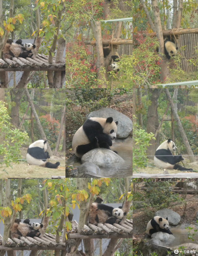 成都6天5晚吃住行玩避坑全攻略