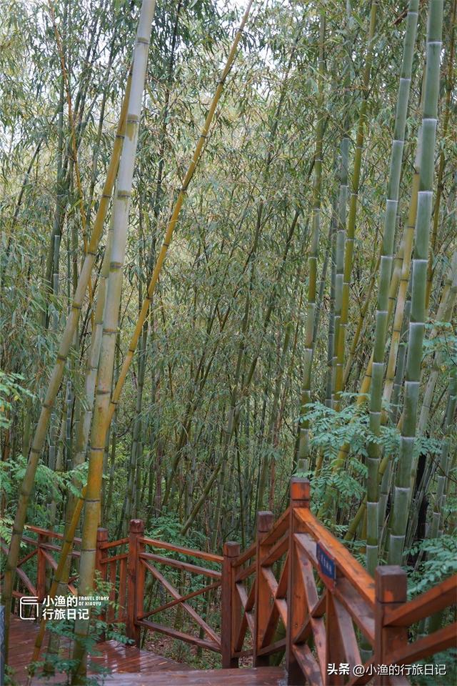 西安秦岭深处惊现“绿野仙踪”！这片竹海秘境又美又仙，你去了吗