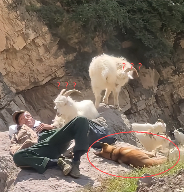 网友拍下惬意一幕，大叔和牧羊犬放羊时候睡着，羊群在旁边也不跑