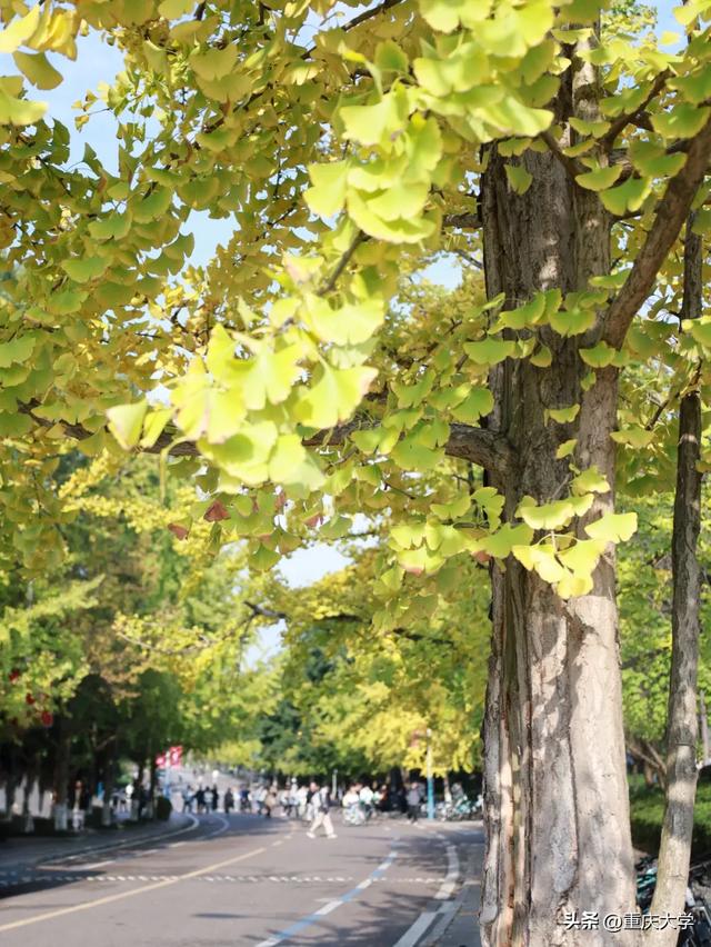 重大限定皮肤上新，超出片！🤳