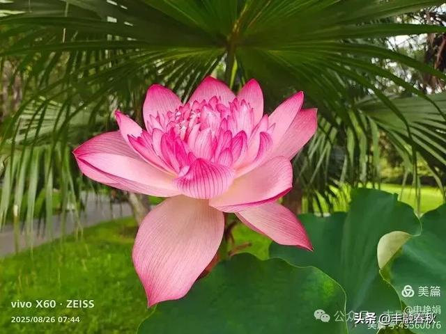紫竹院竹荷季：一园清风里的诗意相逢｜ 申艳娟