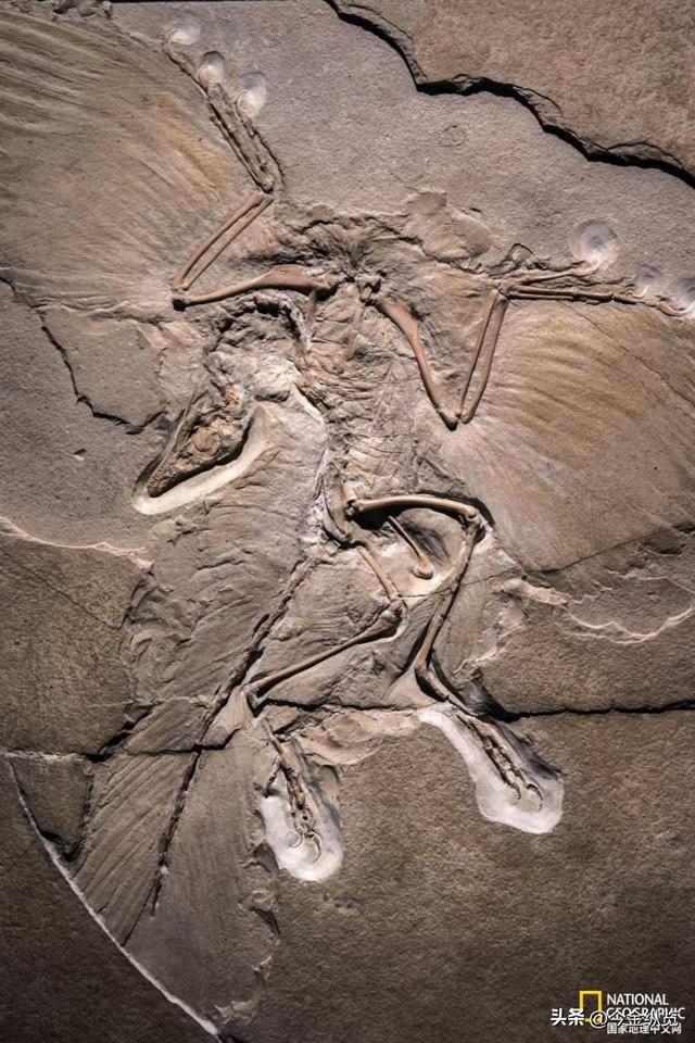 恐龙为何仰天长啸？解密亿年谜团，30只蜥蜴尸体揭开死亡姿态真相