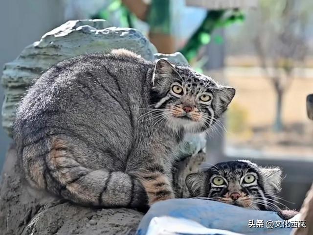 藏不住了！西藏新增14个国家4A级景区，你认识几个？