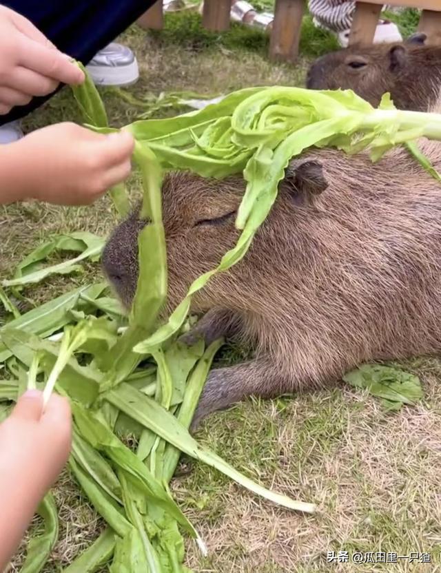笑不活！国庆假期动物园的动物都吃yue了，网友:每逢佳节胖三斤