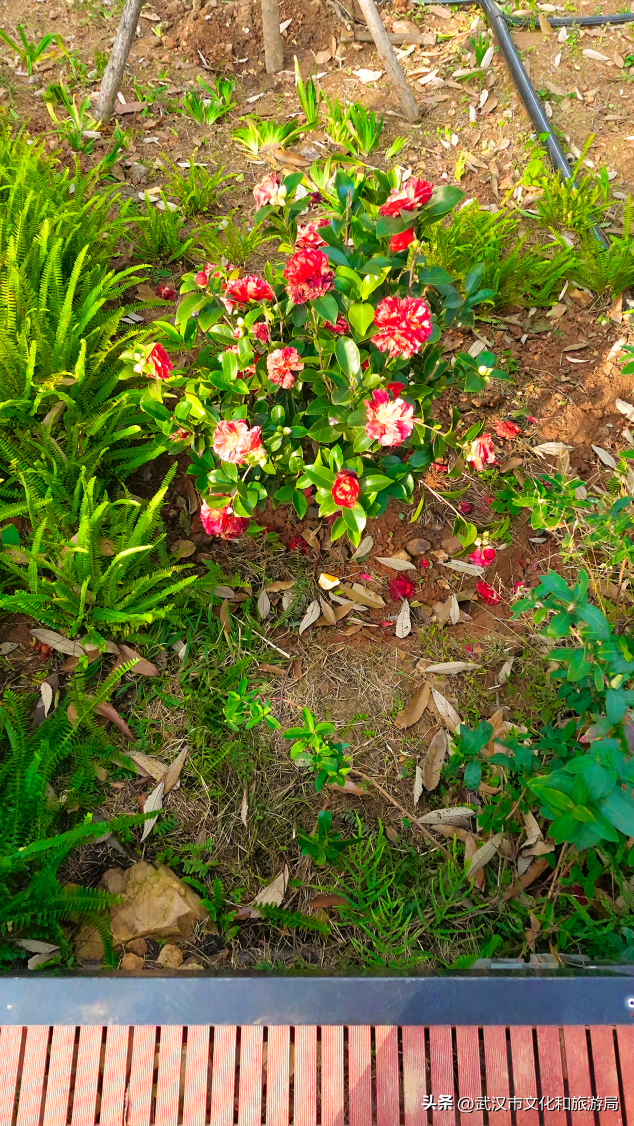 赶紧收藏！森林公园3大玩法新鲜出炉