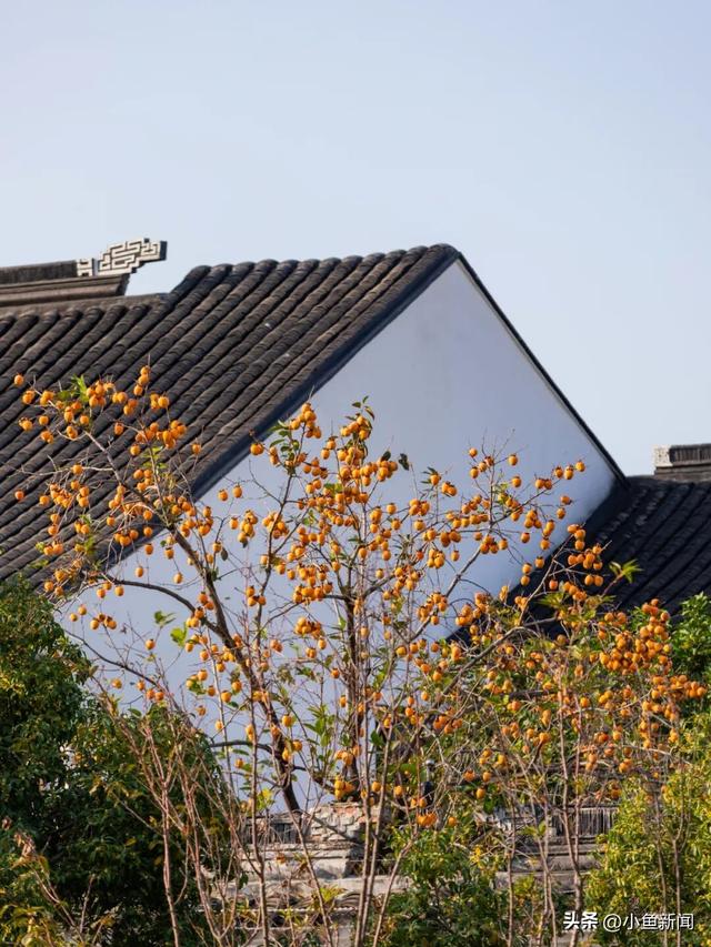 美爆了！苏州秋日大片，上新了！