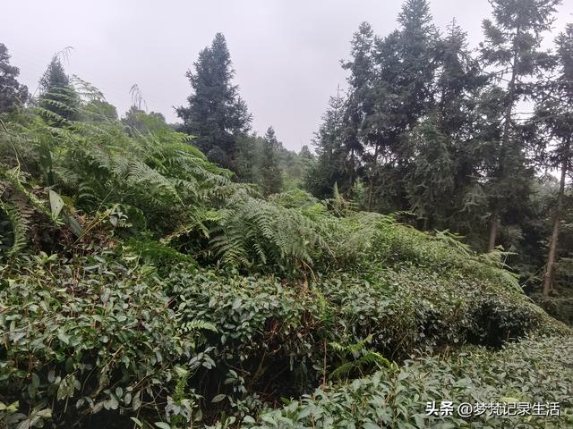 和老人相处是一个修炼的过程，阴天湿漉漉的我还是把茶树修剪完了