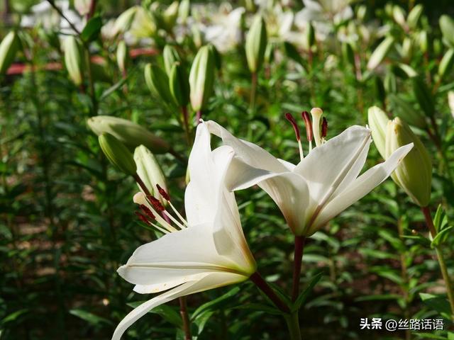 图集丨山丹：百合盛开，许你一个浪漫盛夏！