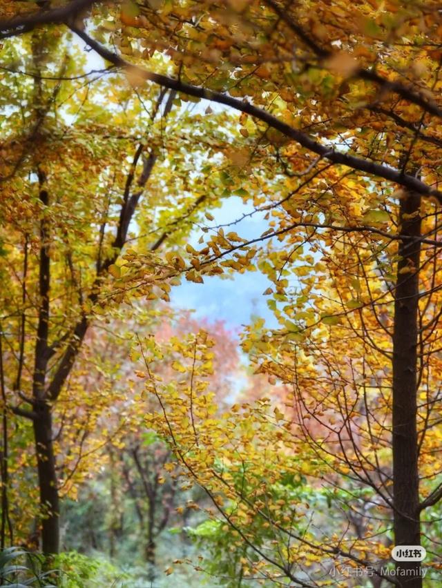 黄了！彩了！1h刹拢成都最近赏秋地，徒步拿奖牌、邂逅古寺银杏！老街美食好吃惨！