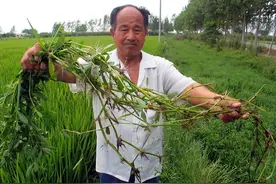 日本人曾在中国种下毒草，耗费2亿无法清理，却被一小虫轻松解决图片