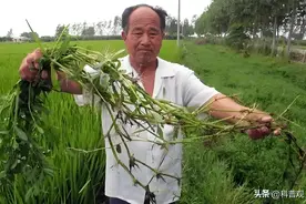 日本人曾在中国种下毒草，中国耗费2亿无法清除，如今怎样了？图片