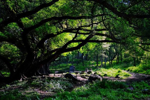 这是油画还是实景？太美太美啦！！